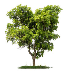Poster - PNG hight qaulity tree image for easy and fast to use 
