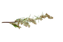Closeup On The Allergen Plant Common Mugwort Artemisia Vulgaris Isolated On White Background