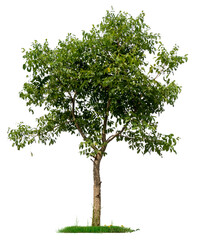 Poster - PNG hight qaulity tree image for easy and fast to use 
