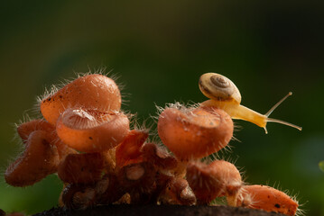 Wall Mural - Snail on orange champagne mushroom