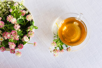 Canvas Print - Clover herbal tea on a light pastel background. copy space	