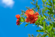 Pomegranate Tree Flower, Bright Orange Single Pomegranate Flower On A Branch With Green Leaves.