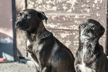 Two old dogs. Mother and daughter. Pets in the yard.