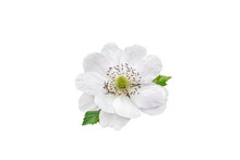 Blackberry Double Pale Pink Flower And Leaves Isolated Transparent Png
