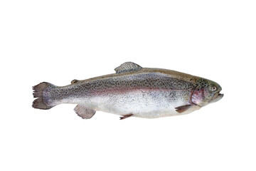 Rainbow trout fish or Oncorhynchus mykiss isolated transparent png