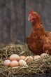 closeup heap of eggs with red chicken in dry straw inside a wooden henhouse