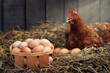 box of eggs with red chicken in dry straw inside a wooden henhouse
