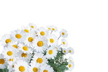 Daisy White Yellow Flowers Floral Corner Isolated Transparent Png