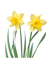 Two Yellow Daffodil Flowers With Leaves Isolated Transparent Png