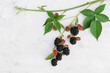 Blackberry plant vine with berries on white wall, blackberries, leaves, fruits, copy space
