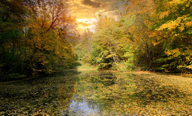 Wall Mural - Autumn bog in forest