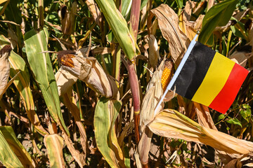 Wall Mural - agriculture culture cereales recolte bio environnement maïs Belgique belge