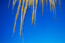 Icicles On A Blue Sky