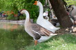 © Jonh_Walker - lion head goose walking with friends on the lawn by the water