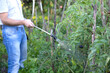 A farmer sprays tomato bushes in greenhouses. Pest and disease control of tomatoes