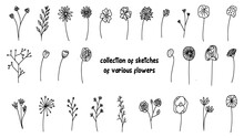 A Collection Of Sketches Of Various Flowers On A White Background For Design Purposes
