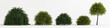 3d illustration of set cryptomeria japonica globosa nana tree isolated on white background