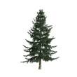 © TrngPhp - 3d illustration of picea abies tree isolated on white background