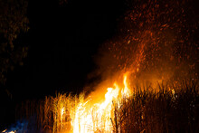 Sugar Cane Is Burned To Remove The Outer Leaves Around The Stalks Before Harvesting