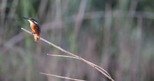 Common Kingfisher Alcedo Atthis Resting On A Reed