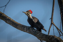 Juvenile Female Pileated Woodpecker On A Tree Branch