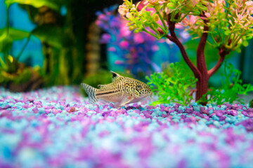 Corydoras trilineatus julii fish in a home aquarium