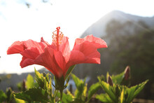 A Hibiscus Flower With Nature Back Ground 2 April 2011