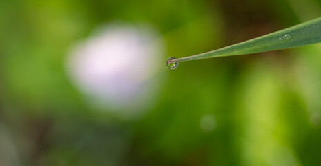 one drop of water on blade of grass