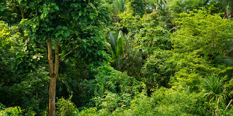 Wall Mural - green forest with many plants and rainforest background