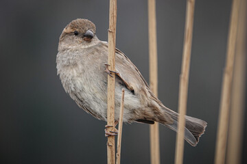 Berliner Spatz im Schilf