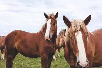 Wall Mural - A heavy draft horse, horses with foals grazing in a meadow. A beautiful animal in the field in summer. A herd of horses in nature.	