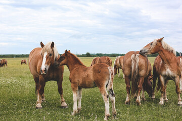 Wall Mural - A heavy draft horse, horses with foals grazing in a meadow. A beautiful animal in the field in summer. A herd of horses in nature.	