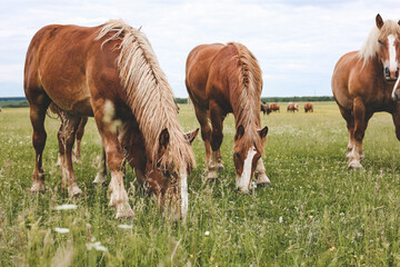 Wall Mural - A heavy draft horse, horses with foals grazing in a meadow. A beautiful animal in the field in summer. A herd of horses in nature.	