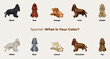 Cocker Spaniel breed, dog pedigree drawing. Cute dog characters in various poses, designs for prints adorable and cute English Cocker Spaniel cartoon vector set, in different poses.