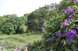 Fleurs violettes dans un grand buisson, à côté d'une grande pelouse bien entretenue et du soleil, beaucoup de verdure !