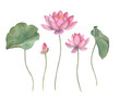 Watercolor set with lotus. Hand drawn isolated illustration on white background