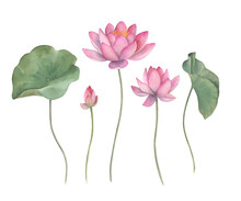 Watercolor Set With Lotus. Hand Drawn Isolated Illustration On White Background