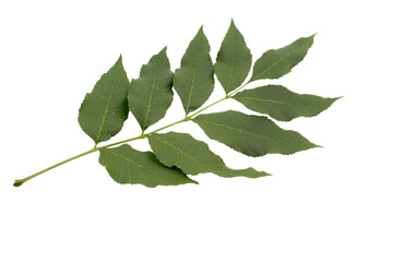 Green Ash tree (Fraxinus americana) leaf isolated on a white background. Summer view.