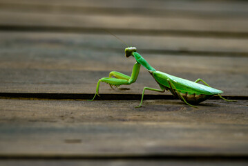 European mantis, mantis religiosa, standing on a branch with yellow moss and looking into camera in summer at sunset. Animal wildlife in nature. Green insect with antennas egg