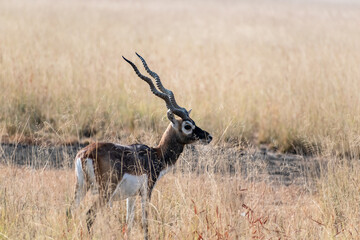 A juvenile male blackbuck with horns in the grasslands of the Velavadar National Park near Bhavnagar in Gujarat, India.