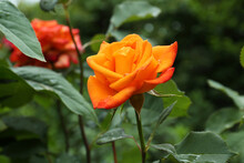 Beautiful Orange Rose Flower With Dew Drops In Garden, Closeup