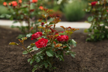 Poster - Beautiful blooming rose bush in flowerbed outdoors