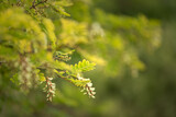 Fototapeta  - Białe kwiaty na zielonych drzewach akacji