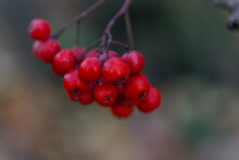 Autumn Ripe Berries. The Berries On The Branches Are Red. Macro Photography.