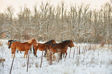 Group Of Horses In A Field With Snow In Winter