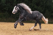 Young grey shire horse running in gallop in the outdoor arena.