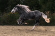 Young grey shire horse running in gallop in the outdoor arena.