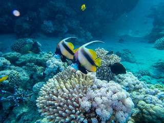  Fabulously beautiful view of the coral reef and its inhabitants in the Red Sea, Hurghada, Egypt