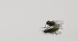 Fly closeup. Bug life. Pest insect. Housefly rubbing limbs together cleaning legs on neutral white grain texture copy space background.