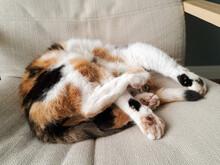 Calico Cat Stretched Out Comfortably On Chair In The Sun, But Still Keeping Half An Eye On Her Surroundings.